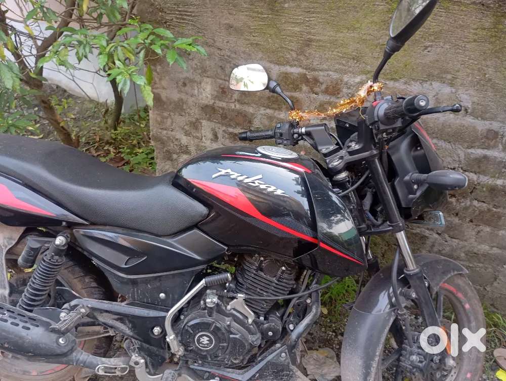Pulser 125 3 month old