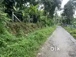 30 CENT HOUSE PLOT FOR SALE IN PACHILAKKD,PANAMARAM