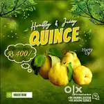 Quince- Safarjal - Bahi   Immunity booster