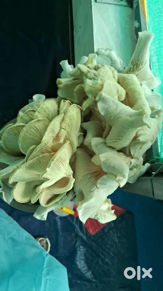 Mushroom farming assist
