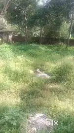 5/10/17 CENTS RESIDENTIAL PLOT FOR SALE KAVINPURAM NEAR PULIYARAKONAM