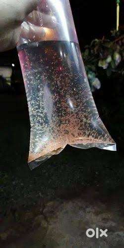 Moina culture for 50rs