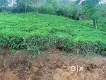 Resort construction plot