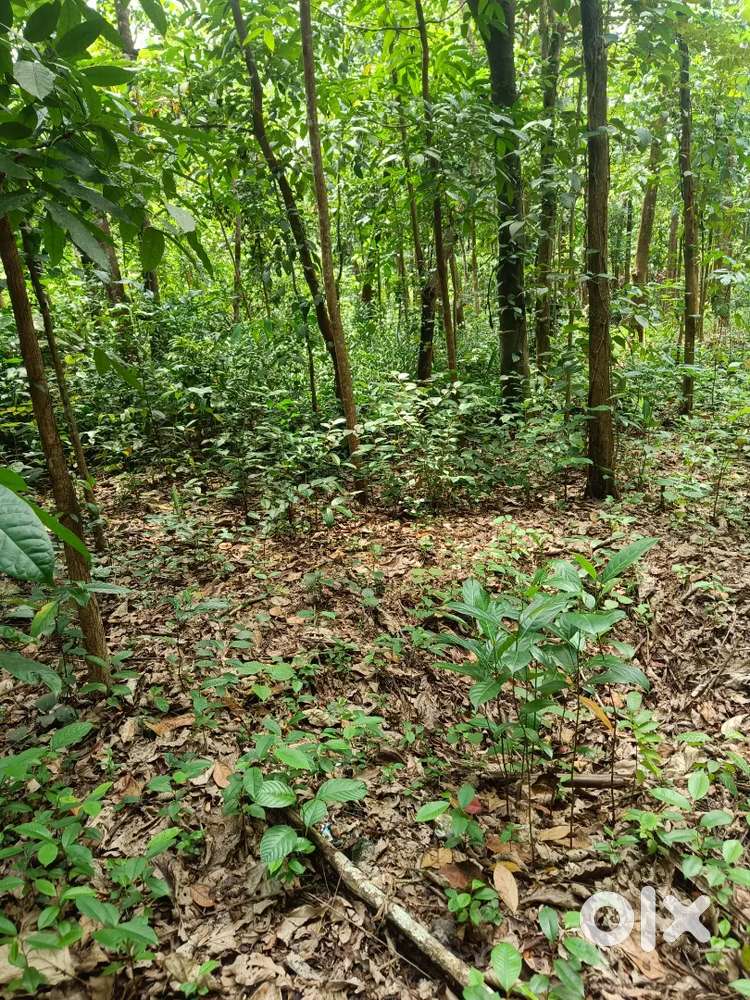 22 cent land. Kollam. Chathannoor. Oramvila to melavila. cent 275000
