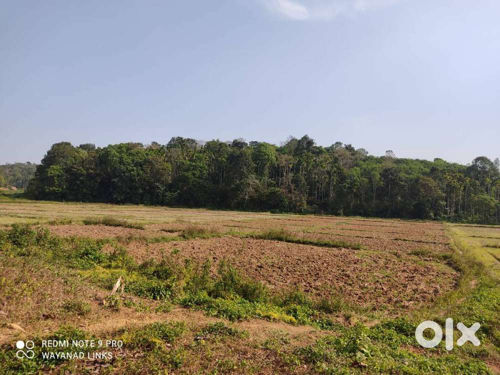 Paddy View-beautiful 1 acre 3 Cent plot in Cheengode, Nadavayl Wayanal