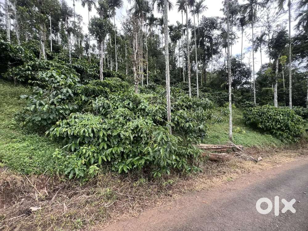 2.5 ACRE WELL MAINTAINED COFFEE LAND FOR SALE IN AMBALAVAYAL