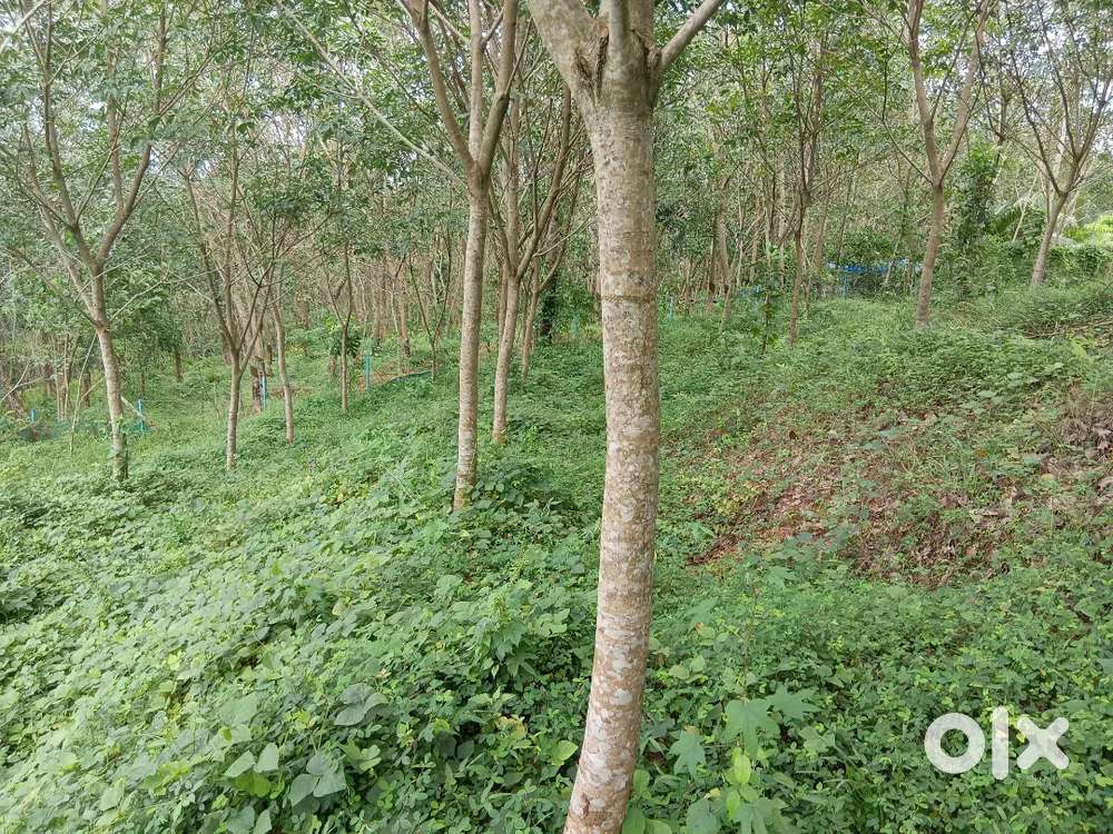 40 cents  rubber plot for sales