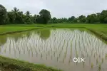 2.5 Acre Paddy Land – for Agriculture / Aquaculture at Calicut