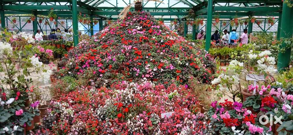 I need a job.  I am +2 pass. Please contact me.