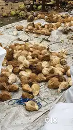 Coconut sell