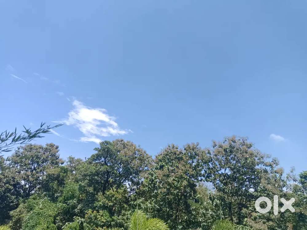 Rubber plantation in 1.60 acres in erathavadakara in Manimala