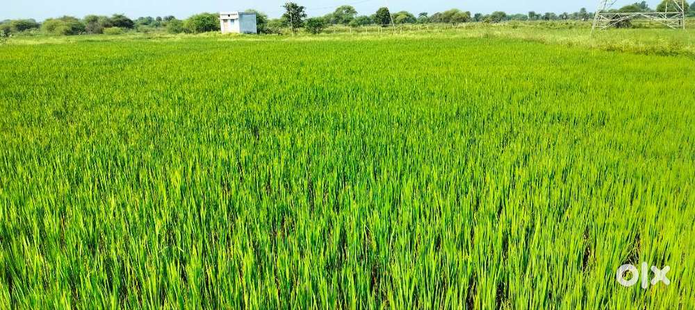 3 ekad agriculture land