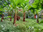 15 cent plot for sale in ithithanm changanacherry