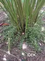 2.50acre cardomom plat for sell
