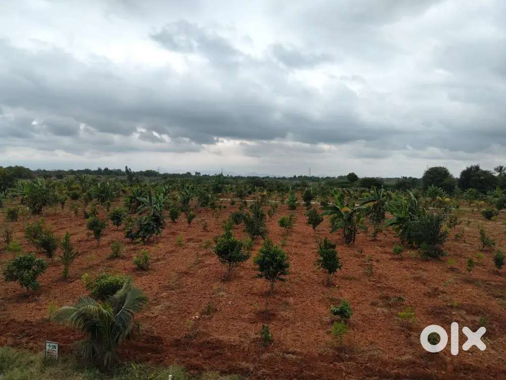 Organic Managed farm 6534sqft Land for sale at doddaballapur highway