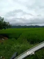 52 bigha land for sell at khetri moloibari