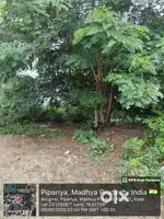 Plot in full develop colony.