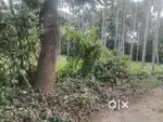 Aluva kadungalloor 10 cent orginal land
