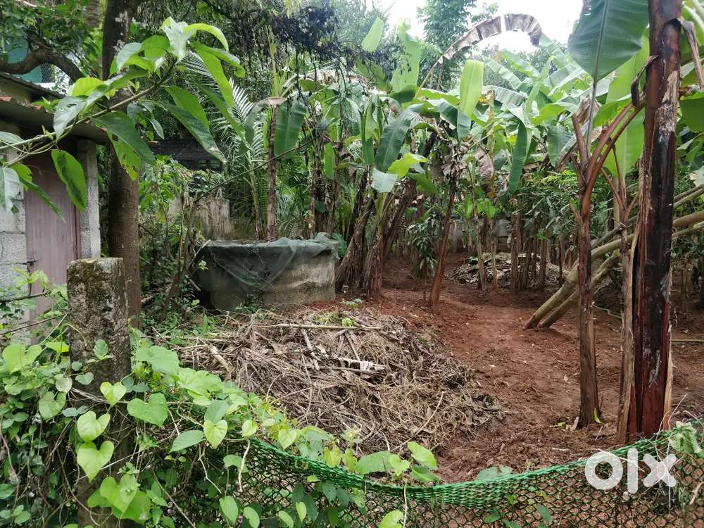 10 cents land Vilwattom/Cheroor/Kuttumuck