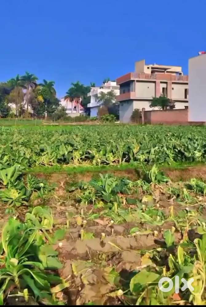 5 bigha Plotting Land Near Hilton School Amroha