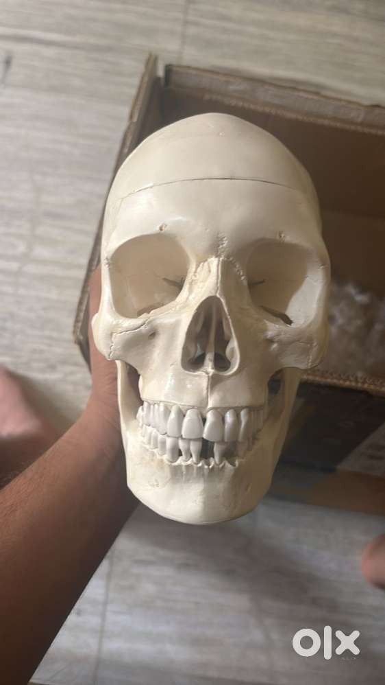 Bone set for medical students