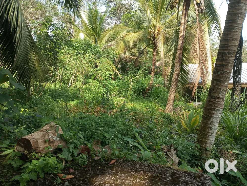 20 സെന്റ്റും വാർക്ക വീടും..കോത്തല പാമ്പാടി