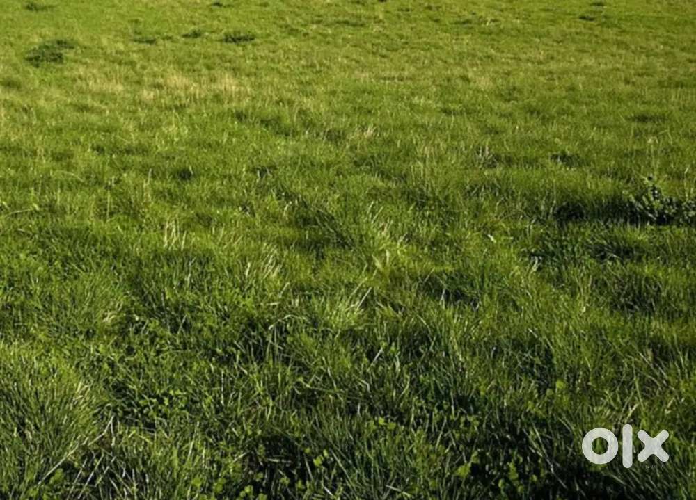 Urgent sale urapakkam