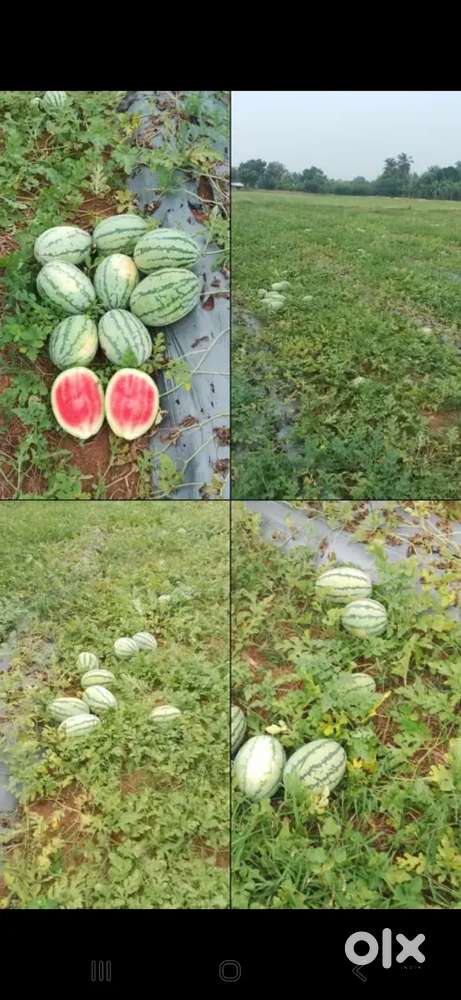 Small plot sale ar Thendral nagar ponmalaipatti