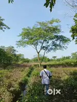 5 bigha land, eksonia