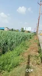 10 bigha agricultural land