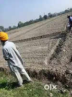This is agriculture land of 5bigha