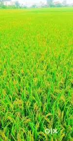 Agriculture & Free Hold Land