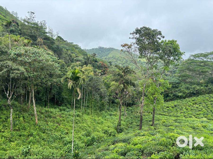 Land 3 acres near Vagamon town 1.50 lakh/cent