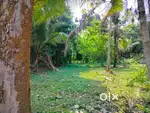 Edappally kongorpoilly original land 6cent for sale per cent ₹5.5 lakh