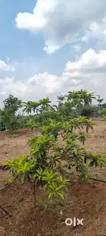 Urgent Sale Low Budget Farmland Sale in Othakaalmandabam