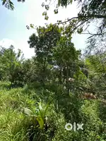 78 സെന്റ് സ്ഥലം വിൽപ്പനക്ക്