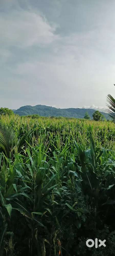 Agriculture land selling 54 cent