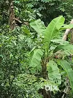 Roadside plot in Irinjalakuda