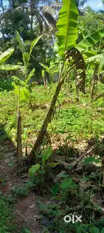 6 cents of land near Lakeshore Hospital, Madavana