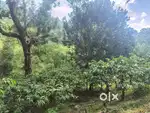 Coffee estate