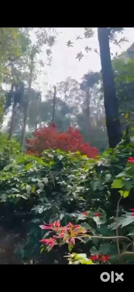 A rare 1.5acre well maintained coeffe estate very close to Madikeri