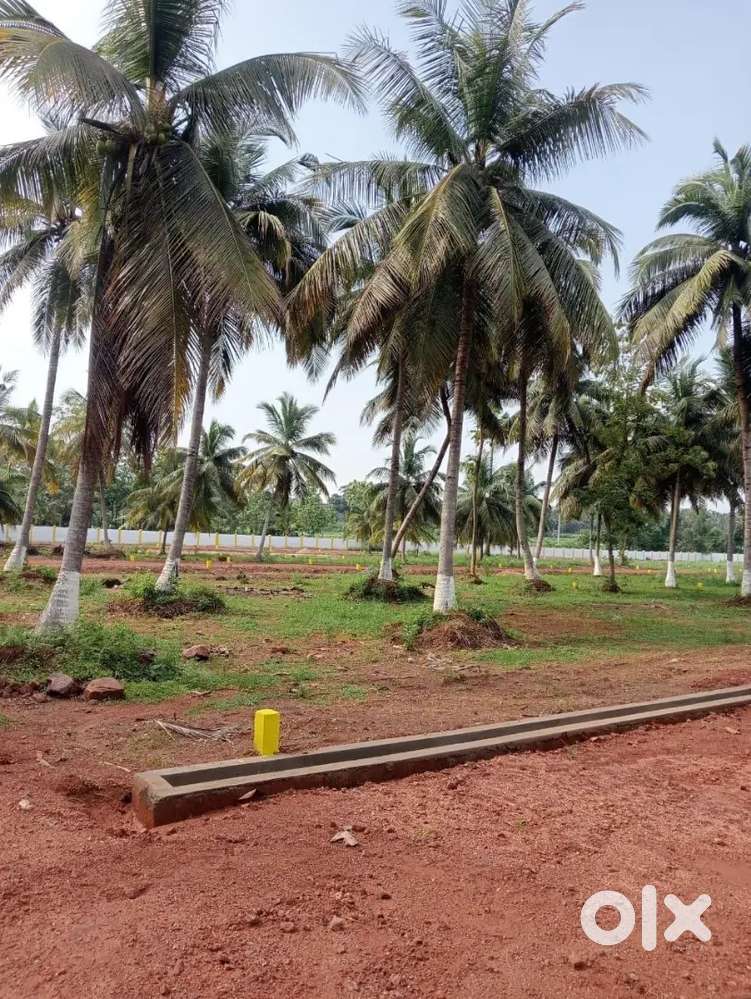 Panchayat 63Plots Bulk Out Rate Sale-Direct Sitting Only Bhogapuram6km