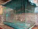 Cat cage 8 month