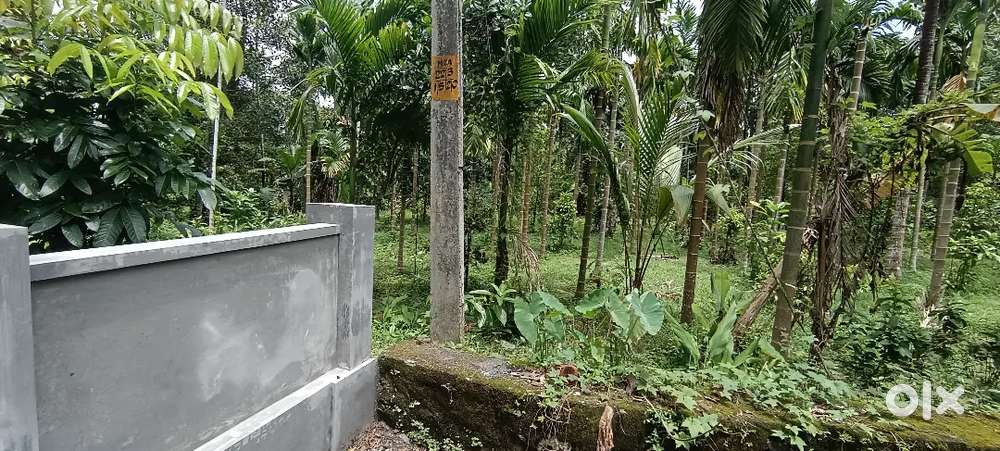 ANGAMALY APOLLO HOSPITAL NEAR BY 5,6,8, 10 CENT PLOTS AVAILABLE