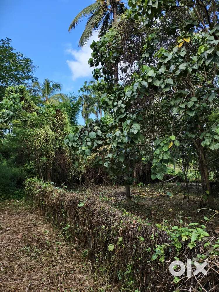 Plot for Sale in Kodannur Centre