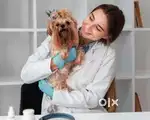 Medical job pets
