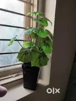Fake plant with wooden pot