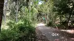 93 Cent Coconut Farm Land for Sale in Konam Paruthivilai Junction-2 Km