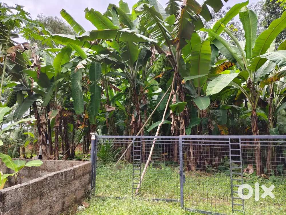 9 cent square plot Aruvikkarakonam, near Pothencode Trivandrum