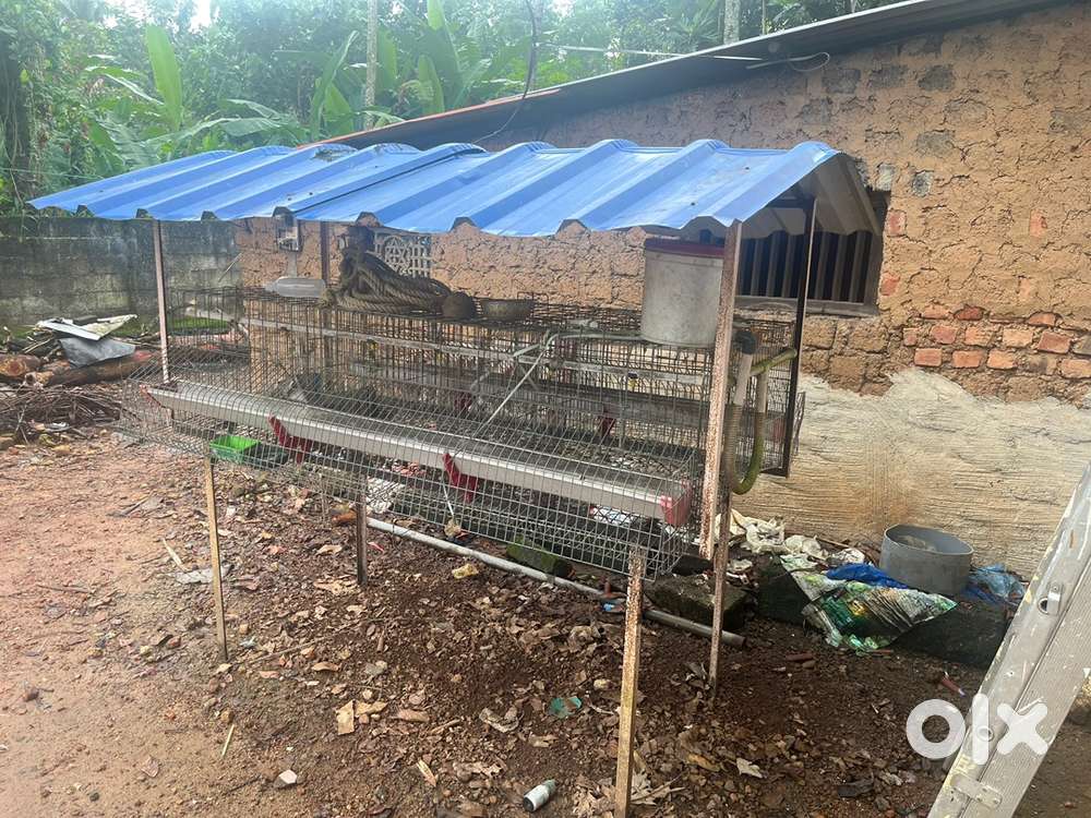 കോഴിക്കൂട് വിൽപ്പനക്ക് വിളവൂർക്കൽ